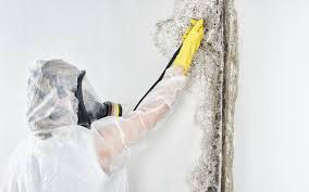 Why You Should Choose Our Mold Remediation Services in Aliceville, AL